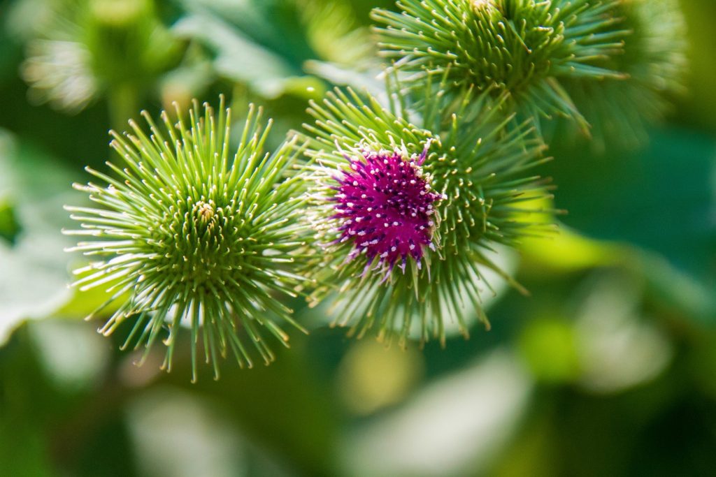 Burdock Root to relieve pain