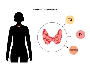 Thyroid gland system diagram. T3, T4 hormones and calcitonin production. Regulation of metabolic rate, heart, muscle and digestive system. Human endocrine system medical flat vector illustration.